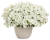 Supertunia VISTA SNOWDRIFT p9
