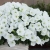 Supertunia VISTA SNOWDRIFT p9