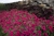 Supertunia VISTA PARADISE sadzonka p9