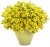 Supertunia MINI VISTA Yellow P9