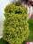 Supertunia MINI VISTA Yellow P9