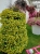 Supertunia MINI VISTA Yellow P9