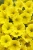 Supertunia MINI VISTA Yellow P9