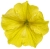 Supertunia MINI VISTA Yellow P9