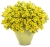 Supertunia MINI VISTA Yellow P9