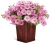 Supertunia VISTA Bubblegum p9