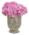 Supertunia VISTA Bubblegum p9