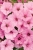 Supertunia VISTA Bubblegum p9