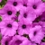 Supertunia VISTA Jazzberry p9