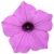 Supertunia VISTA Jazzberry p9