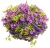 Supertunia VISTA Jazzberry p9