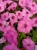 Supertunia Vista Bubblegum 6 sadzonek