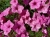 Supertunia Vista Bubblegum 6 sadzonek