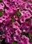 Supertunia Vista Bubblegum 6 sadzonek