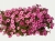 Supertunia Vista Bubblegum 6 sadzonek