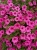 Supertunia Vista Bubblegum 6 sadzonek