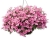 Supertunia Vista Bubblegum 6 sadzonek