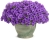 Supertunia MINI VISTA Blue Violet "6 sadzonek"