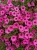 Supertunia mini vista Hot Pink 6szt.