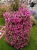 Supertunia mini vista Hot Pink 6szt.