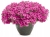 Supertunia mini vista Hot Pink 6szt.