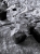 Supertunia Vista PARADISE 6 sadzonek