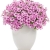 Supertunia MINI VISTA PINK STAR p9