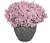 Supertunia MINI VISTA PINK STAR p9
