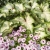 Supertunia MINI VISTA PINK STAR p9