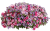 Supertunia MINI VISTA PINK STAR p9