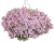 Supertunia MINI VISTA PINK STAR p9