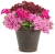 Supertunia MINI VISTA PINK STAR p9