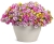 Supertunia MINI VISTA PINK STAR p9