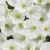 Supertunia MINI VISTA WHITE P9