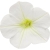 Supertunia MINI VISTA WHITE P9