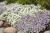 Supertunia MINI VISTA WHITE P9