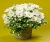 Supertunia MINI VISTA WHITE P9