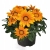 Gazania Zany Orange p9