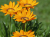 Gazania Zany Orange p9