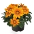 Gazania Zany Orange p9