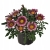 Gazania Zany F1 PINK p9