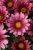 Gazania Zany F1 PINK p9
