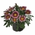 Gazania Zany F1 PINK p9