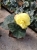BEGONIA BULWIASTA Yellow p9