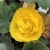 BEGONIA BULWIASTA Yellow p9