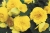 BEGONIA BULWIASTA Yellow p9