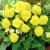BEGONIA BULWIASTA Yellow p9