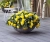 BEGONIA BULWIASTA Yellow p9