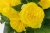 BEGONIA BULWIASTA Yellow p9