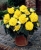 BEGONIA BULWIASTA Yellow p9